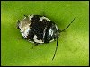 Pied Shieldbug