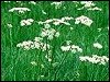 Pignut