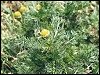 Pineapple Mayweed