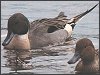 Pintail Duck