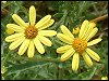 Ragwort