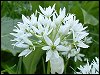 Ramsons