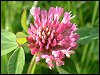 Red Clover