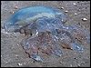 Rhizostoma Octopus