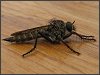 Robber Fly