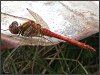 Ruddy Darter