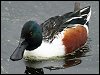 Shoveler Duck