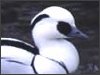 Smew