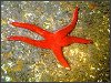 Starfish