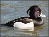 Tufted Duck