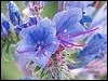 Viper's Bugloss