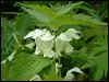 White Dead Nettles