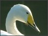 Whooper Swan