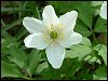 Wood Anemone