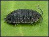 Common Rough Woodlouse