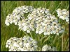 Yarrow