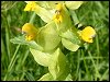 Yellow Rattle