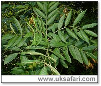 Ash Leaves - Photo © Copyright 2006  Gary Bradley