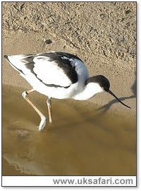 Avocet - Photo  Copyright 2005 Charmain Hall