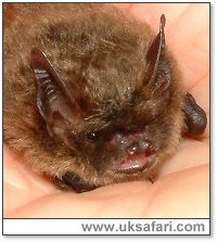 Brandt's Bat - Photo  Copyright 2002 Gary Bradley