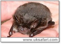 Daubenton's Bat - Photo  Copyright 2002 Gary Bradley