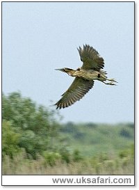 Bittern - Photo  Copyright 2005 Tony Margiocchi