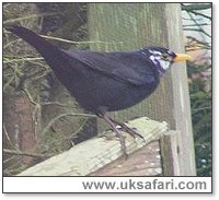 Semi-Albino Blackbird - Photo  Copyright 2003 Tony Wright