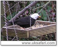 White-headed Blackbird - Photo  Copyright 2006 Kevin Allison