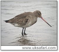 Black-Tailed Godwit - Photo  Copyright 2005 Steve Botham