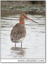 Black-Tailed Godwit - Photo  Copyright 2005 Steve Botham: s.botham@ntlworld.com