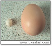 Blue Tit Egg - Photo  Copyright 2001 Gary Bradley