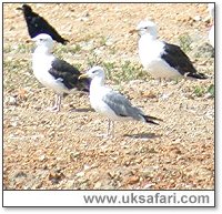 Caspian Gull - Photo  Copyright 2005 Steve Botham: s.botham@ntlworld.com