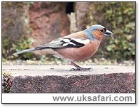 Chaffinch - Photo  Copyright 2003 Gary Bradley