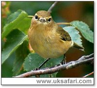 Chiff Chaff - Photo  Copyright 2002 Margaret Barton