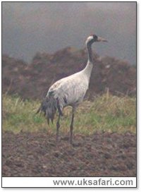 Common Crane - Photo  Copyright 2004 Steve Botham