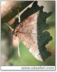 Comma Hibernating - Photo  Copyright 2000 Gary Bradley