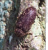 Death-watch Beetle - Photo  Copyright 2001 G. Bradley