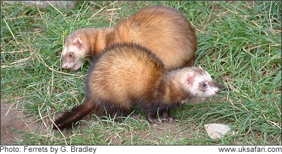 Ferrets - Photo  Copyright 2008 G. Bradley