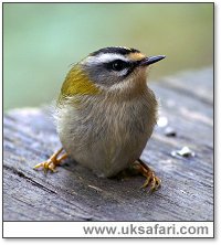 Firecrest - Photo  Copyright 2006 Dick Roberts