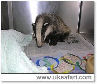 Badger Cub - Photo  Copyright 2005 Gary Bradley