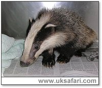 Badger Cub - Photo  Copyright 2005 Gary Bradley