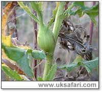 Thistle Gall - Photo  Copyright 2005 G. Bradley