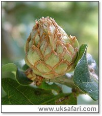 Artichoke Gall - Photo  Copyright 2004 G. Bradley