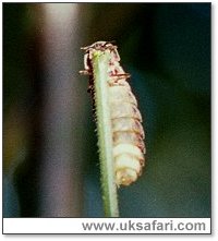 Glow-Worm - Photo  Copyright 2002 Gary Bradley