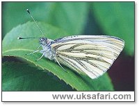 Green-Veined White - Photo  Copyright 2002 Gary Bradley