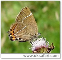 White Letter Hairstreak - Photo  Copyright 2004 Dean Stables