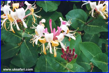 Honeysuckle Flower