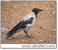 Hooded Crow - Photo  Copyright 2006 Steve Botham: s.botham@ntlworld.com