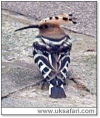 Hoopoe - Photo  Copyright 2005 Ian Turner