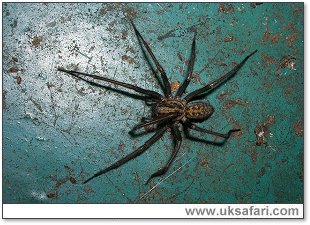 Tegenaria gigantea - Photo  Copyright 2006 Tom Sheppard